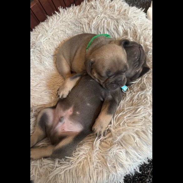 French Bulldog - Dogs
