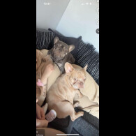 French Bulldog - Dogs