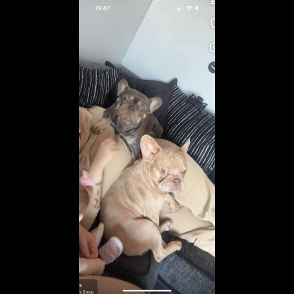 French Bulldog - Dogs