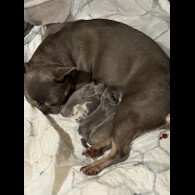 French Bulldog - Dogs
