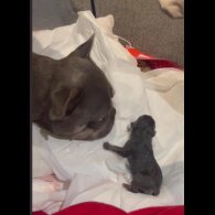 French Bulldog - Dogs