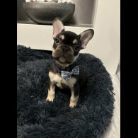French Bulldog - Dogs