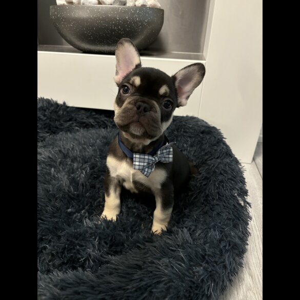 French Bulldog - Dogs