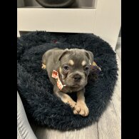 French Bulldog - Dogs