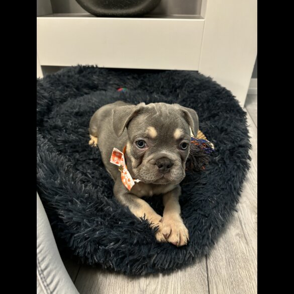 French Bulldog - Dogs