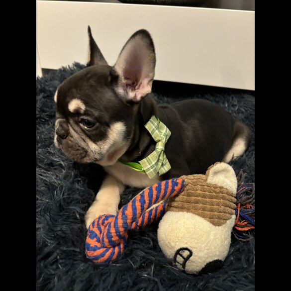 French Bulldog - Dogs