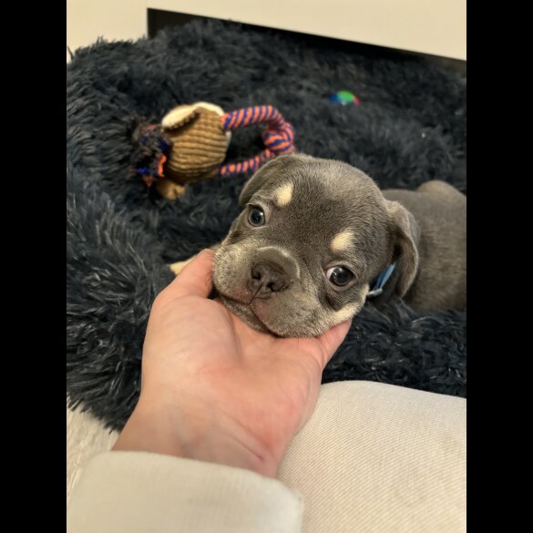 French Bulldog - Dogs