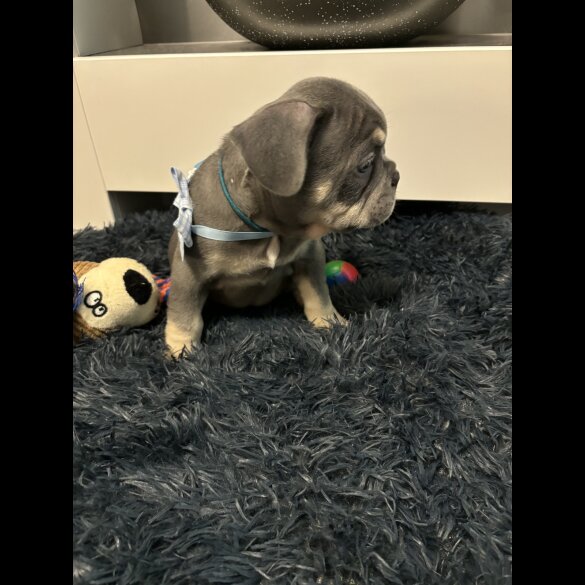 French Bulldog - Dogs