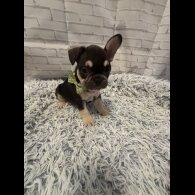 French Bulldog - Dogs