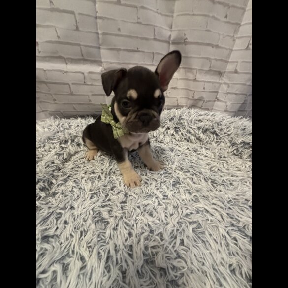 French Bulldog - Dogs