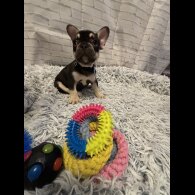 French Bulldog - Dogs