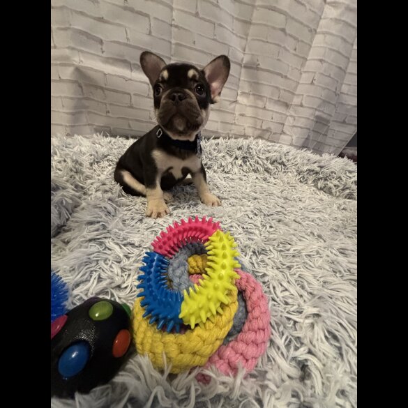French Bulldog - Dogs