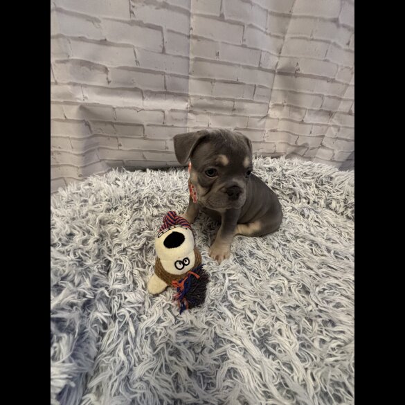French Bulldog - Dogs