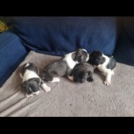 French Bulldog - Both