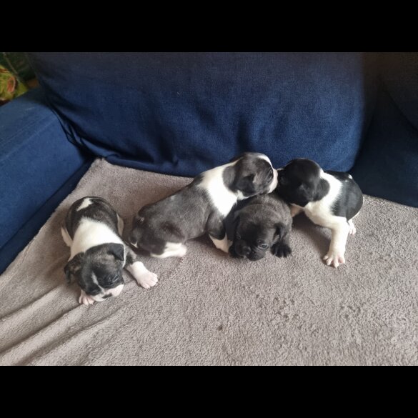 French Bulldog - Both