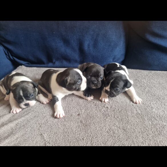 French Bulldog - Both