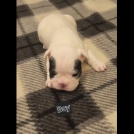 French Bulldog - Both