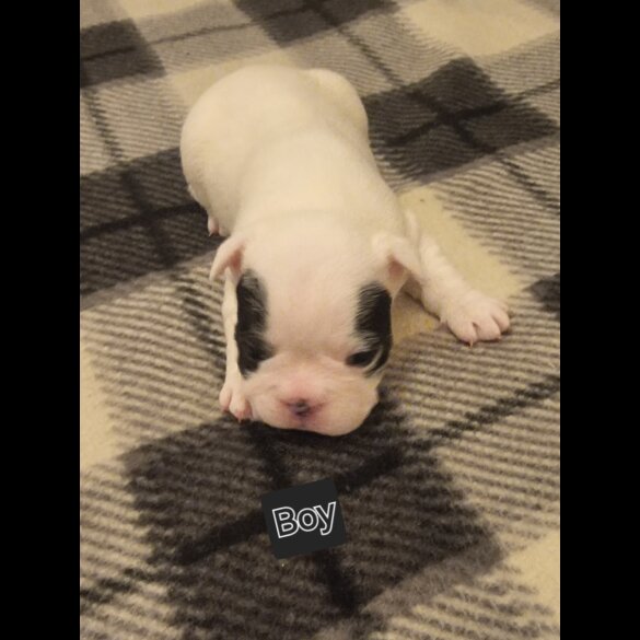 French Bulldog - Both