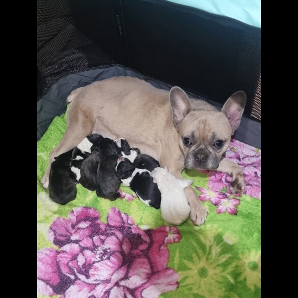 French Bulldog - Both