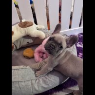 French Bulldog - Both