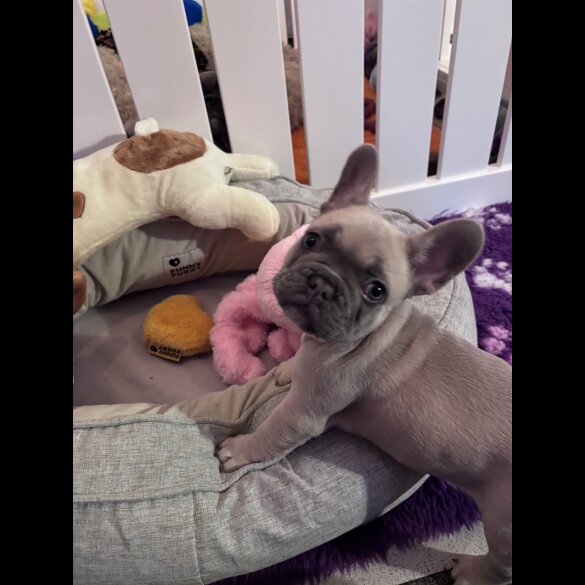 French Bulldog - Both
