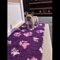 French Bulldog - Both