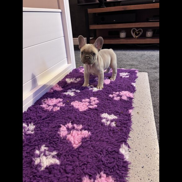 French Bulldog - Both