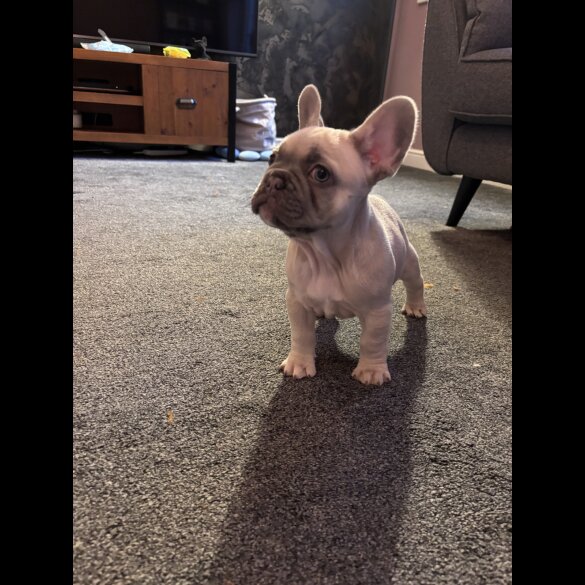 French Bulldog - Both
