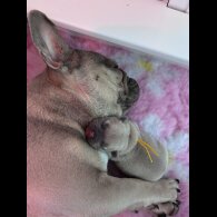French Bulldog - Both