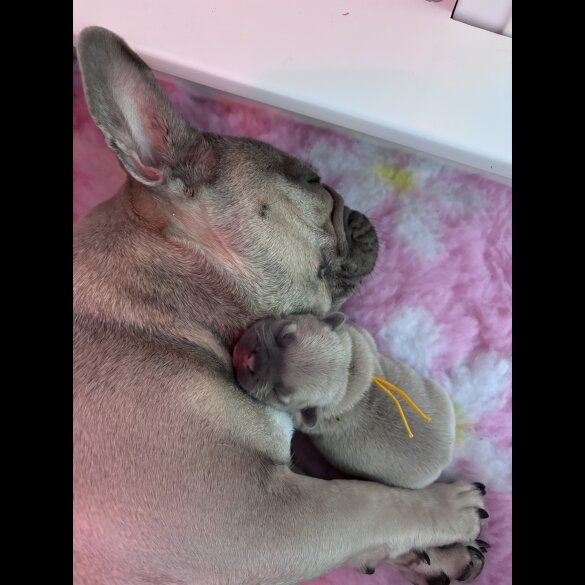 French Bulldog - Both
