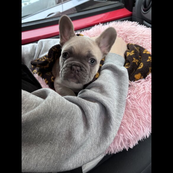 French Bulldog - Both