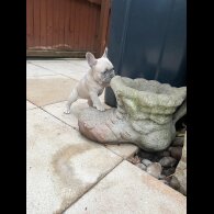 French Bulldog - Both