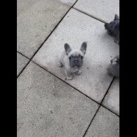 French Bulldog - Both