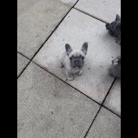 French Bulldog - Both
