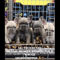 French Bulldog - Both