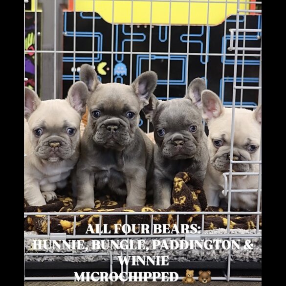 French Bulldog - Both