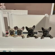 French Bulldog - Both