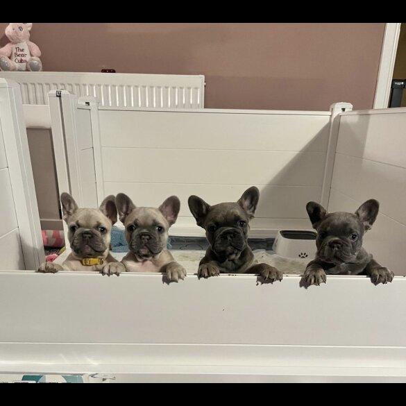French Bulldog - Both