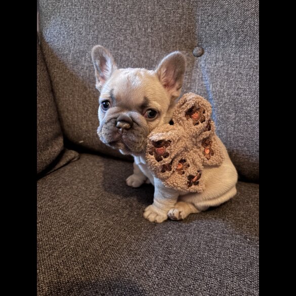 French Bulldog - Both