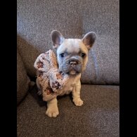 French Bulldog - Both