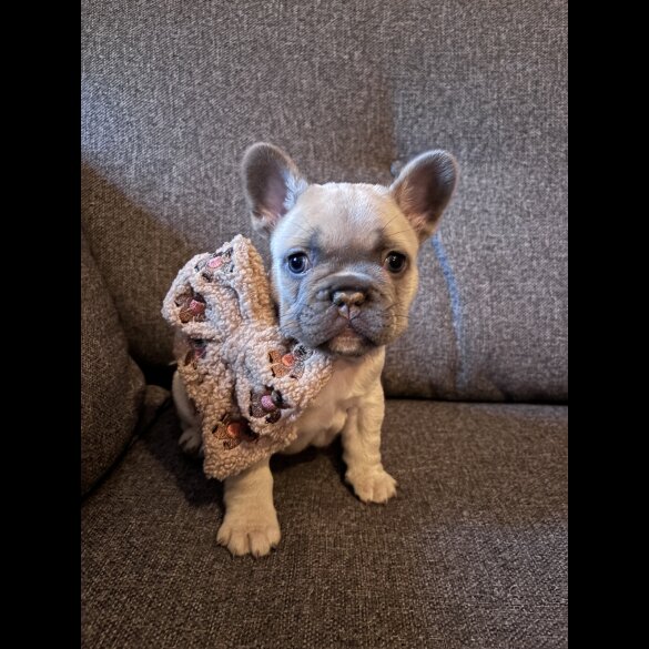 French Bulldog - Both