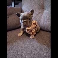 French Bulldog - Both