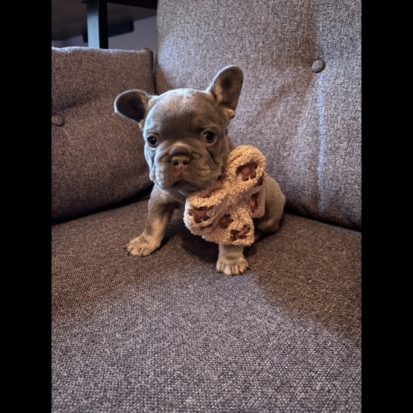 French Bulldog - Both