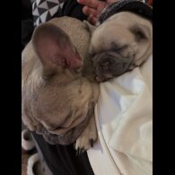 French Bulldog - Both