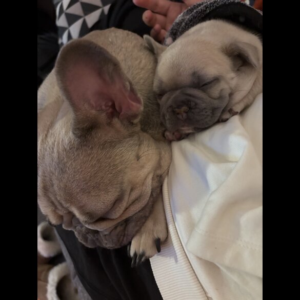 French Bulldog - Both