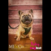 French Bulldog - Both