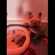 French Bulldog - Both