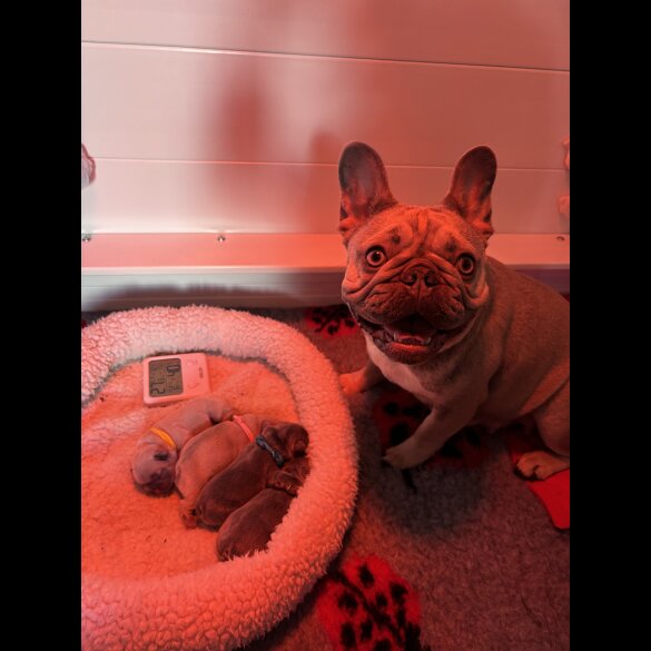 French Bulldog - Both