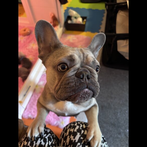French Bulldog - Both
