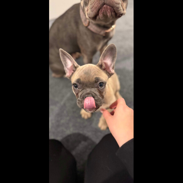 French Bulldog - Dogs